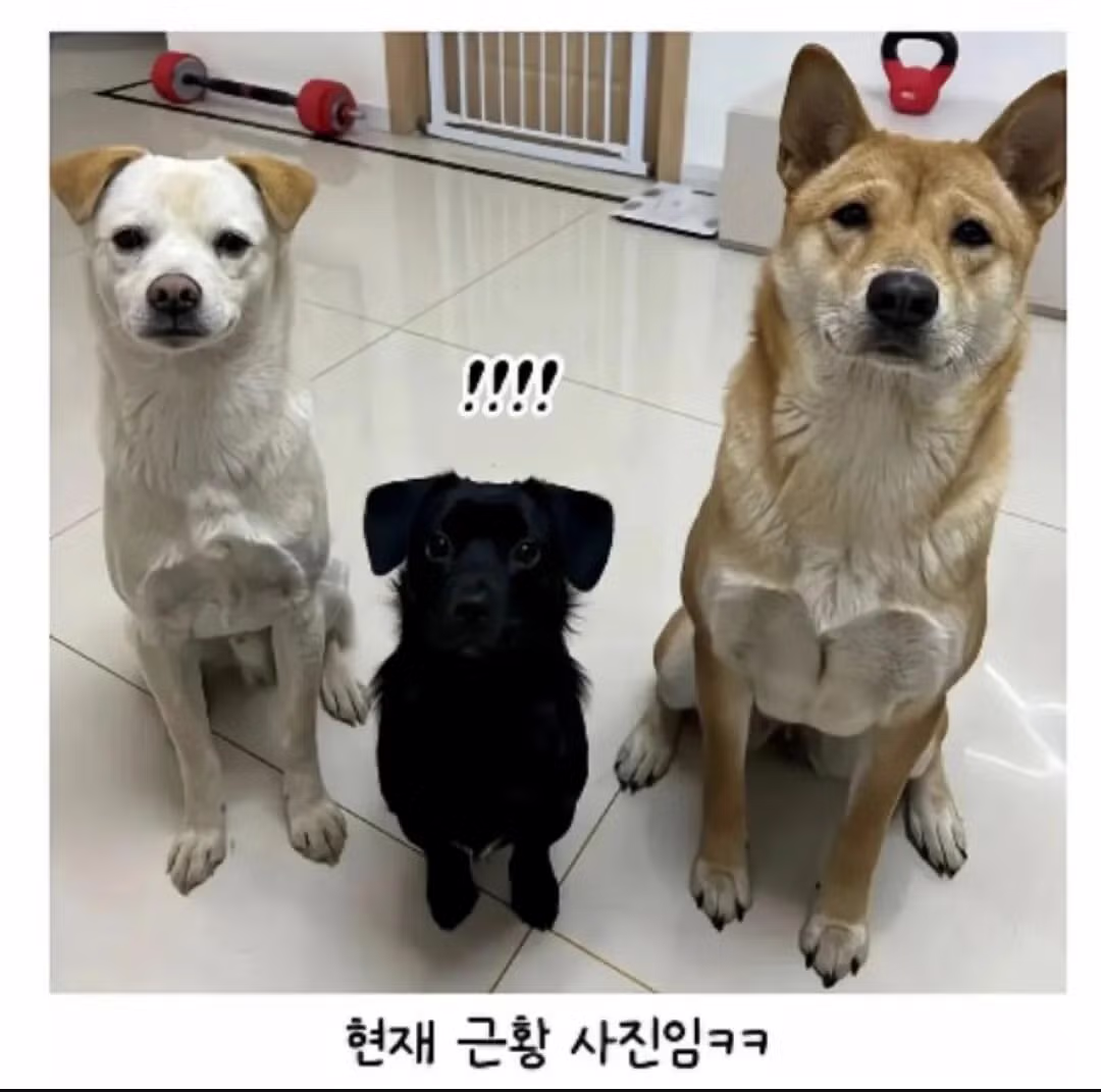 시고르자브종 3마리 데려왔는데 2