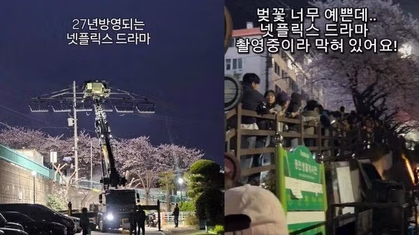 부산 벚꽃길 드라마 촬영팀 갑질 근황 3