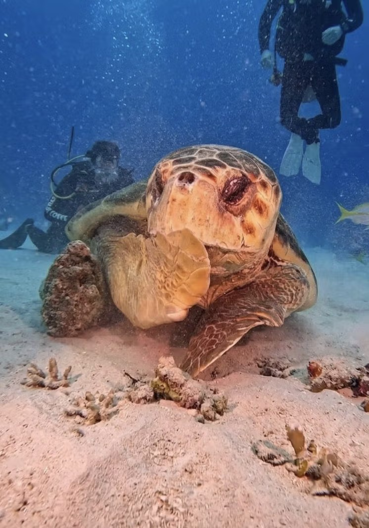 해외 반응 난리난 바다거북 사진...jpg 4
