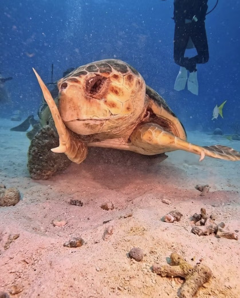 해외 반응 난리난 바다거북 사진...jpg 5