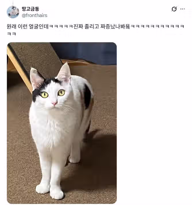 루틴이 깨져서 짜증난 고양이 2