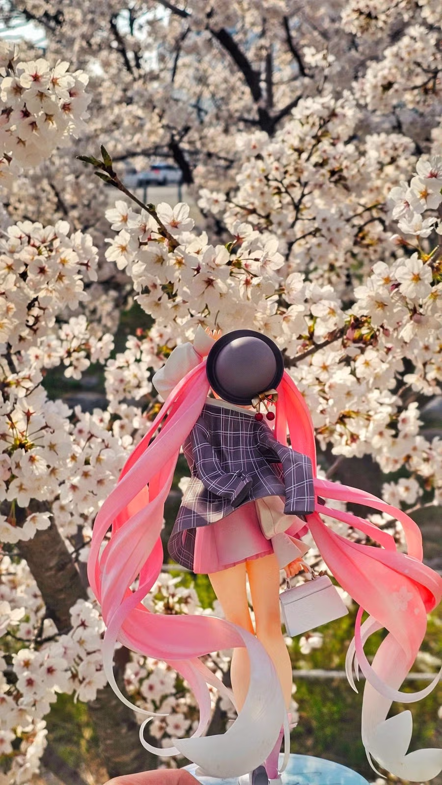 벚꽃날리는 날에 사쿠라미쿠 피규어를 찍어봤습니다 3