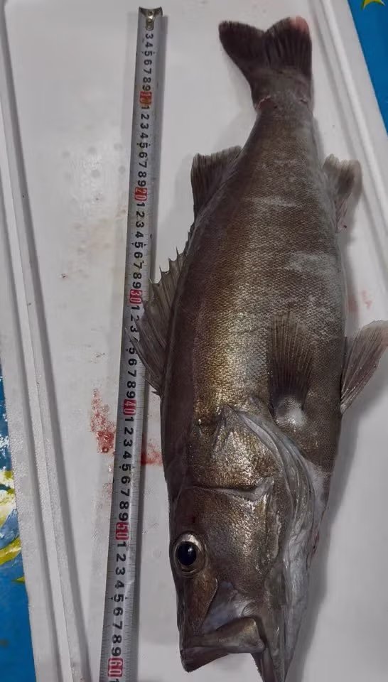 개붕이 표준명 다금바리로 플렉스 했다... 5