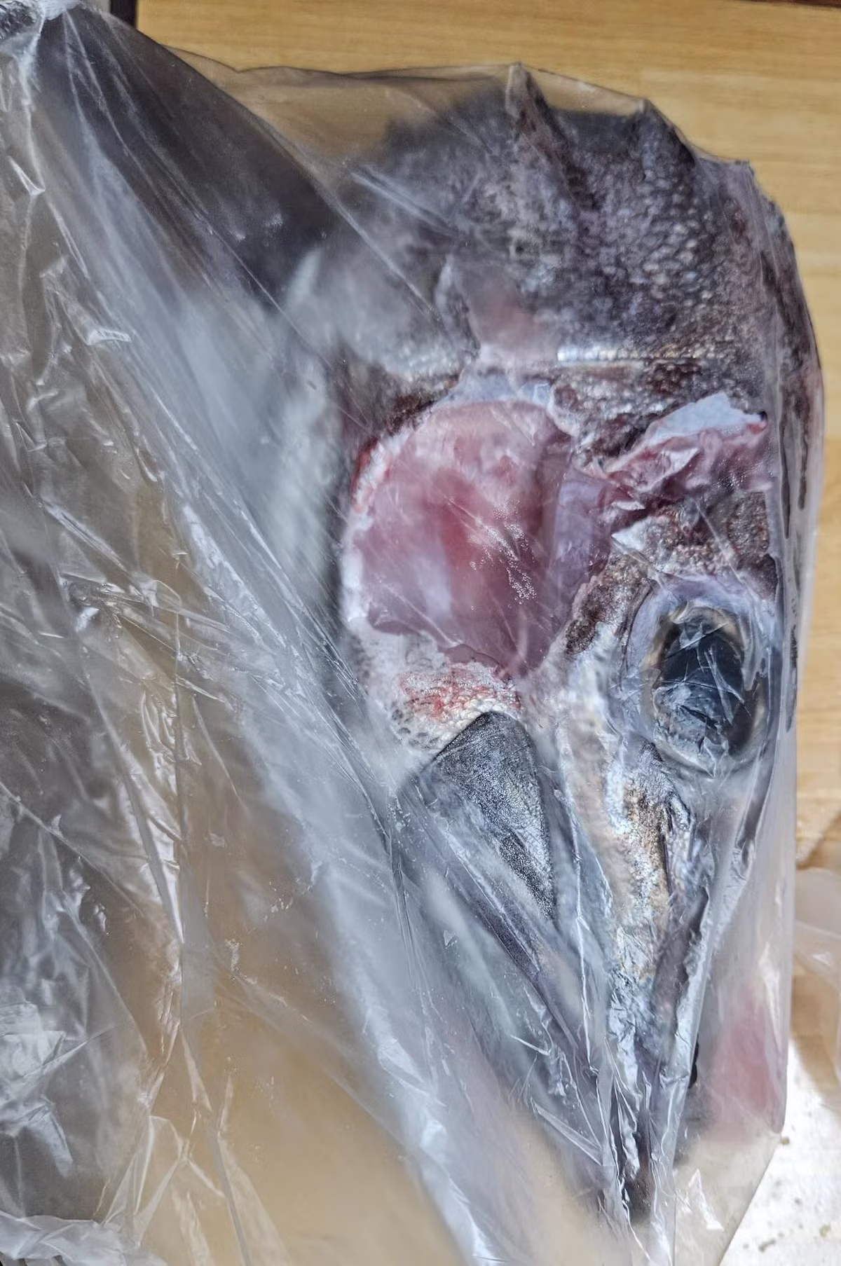 개붕이 표준명 다금바리로 플렉스 했다... 8