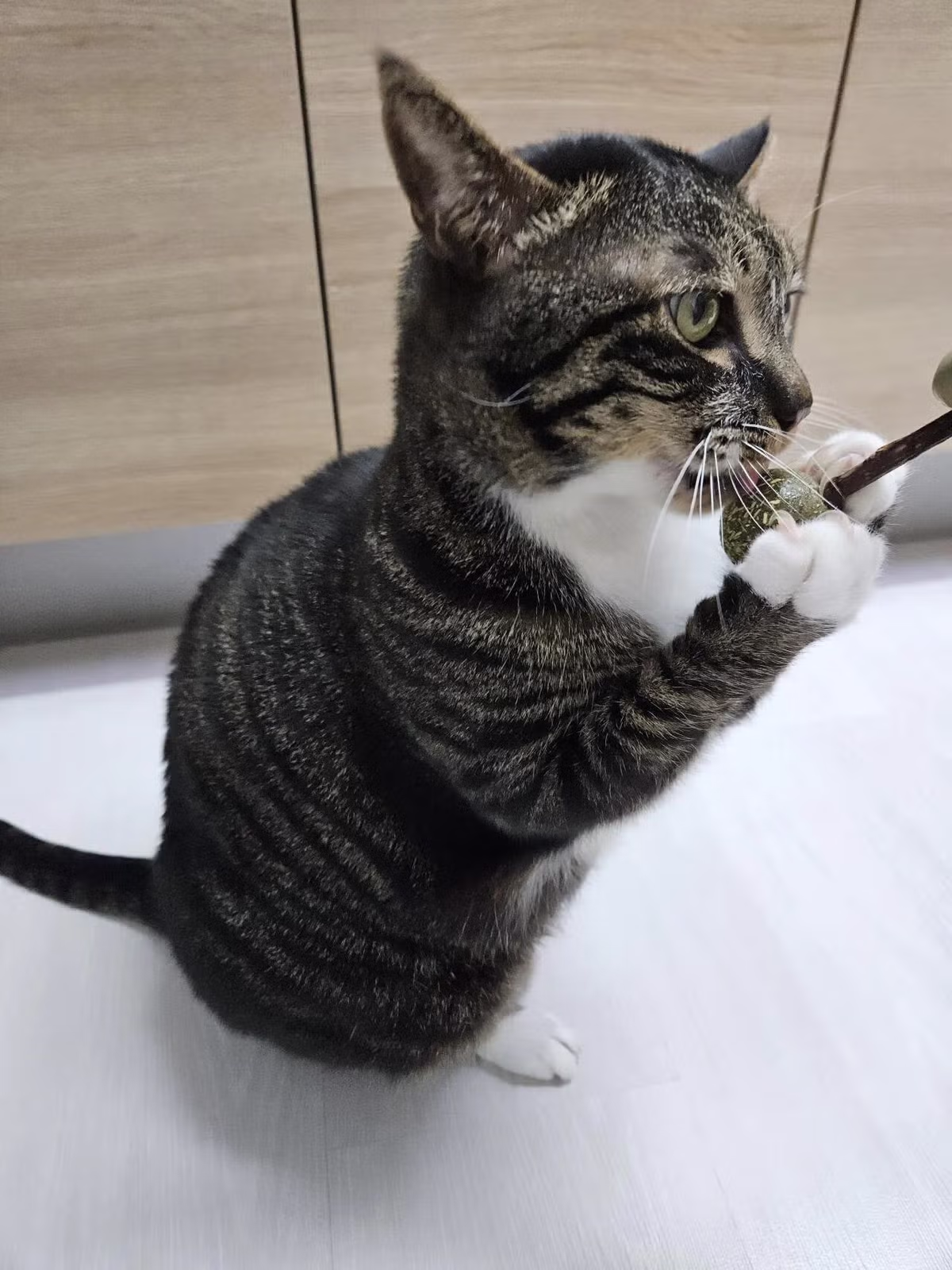 개붕이 표준명 다금바리로 플렉스 했다... 20