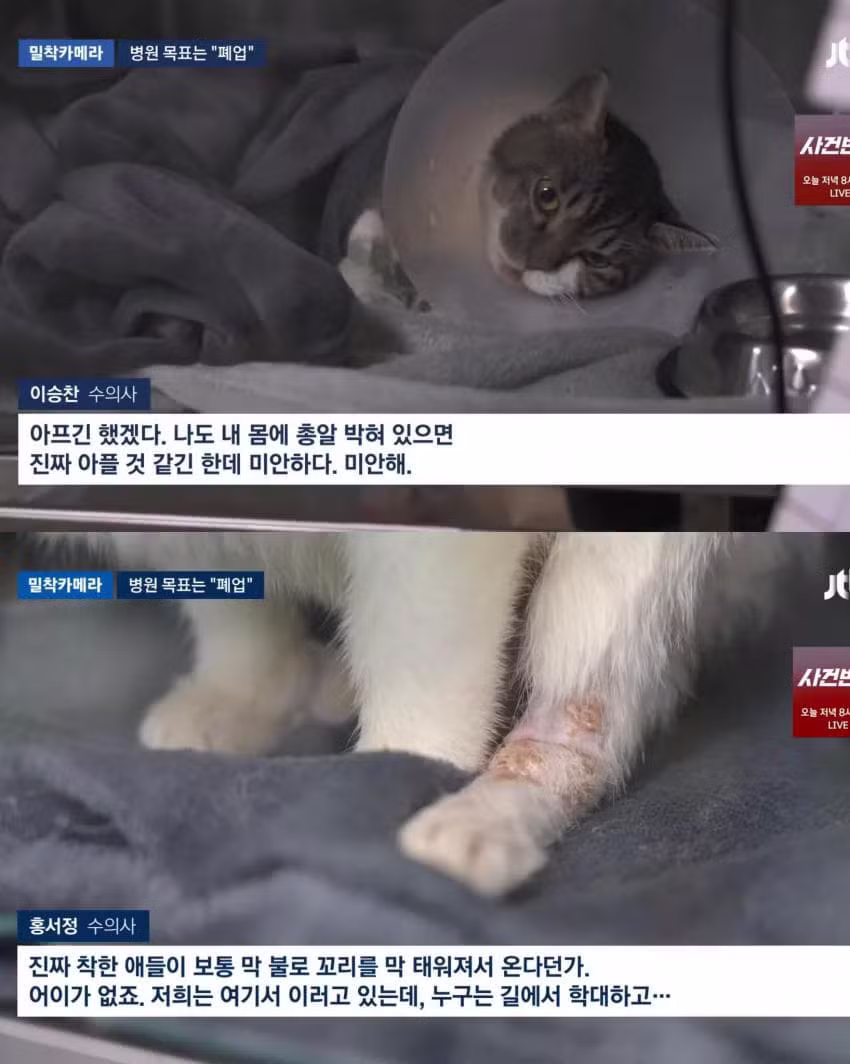 진료비 천원이라는 동물병원.jpg - 인벤 인기글 이미지 3 - 밈카세