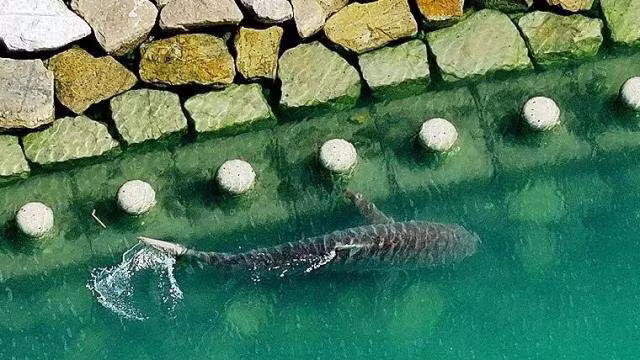 부산에 나타난 인싸 상어 - 인벤 인기글 이미지 2 - 밈카세