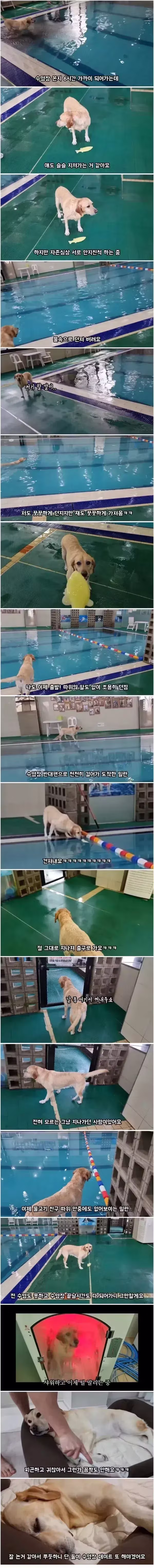 6시간 동안 물놀이 한 강아지 반응 - 와이고수 인기글 이미지 2 - 밈카세