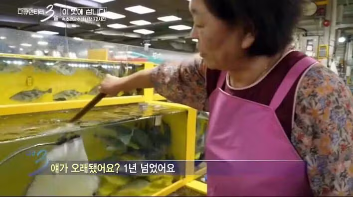 다큐 3일에 출연한 반려 가오리 - 보배드림 인기글 이미지 2 - 밈카세