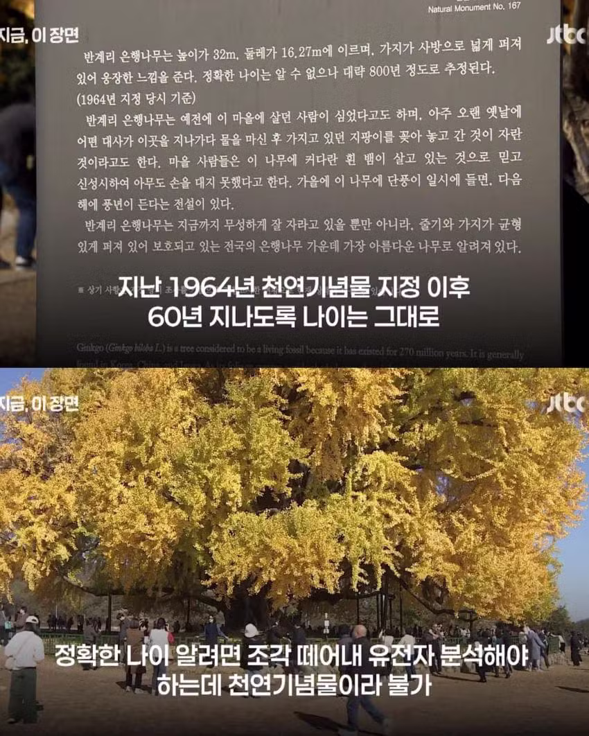 800살인 줄 알았는데 알고 보니 1300살 은행나무 - 인벤 인기글 이미지 3 - 밈카세