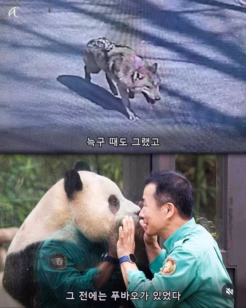 부캉이 사태 보고 사랑이 필요하다고 말하는 침착맨 - 보배드림 인기글 이미지 6 - 밈카세