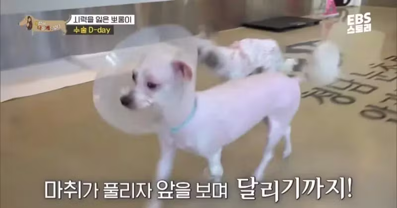 학대로 시력을 잃은 강아지가 사랑하는 사람을 처음 본 날 - 보배드림 인기글 이미지 2 - 밈카세