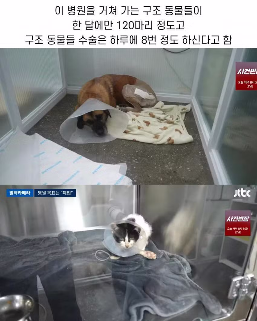 진료비 천원이라는 동물병원.jpg - 인벤 인기글 이미지 4 - 밈카세