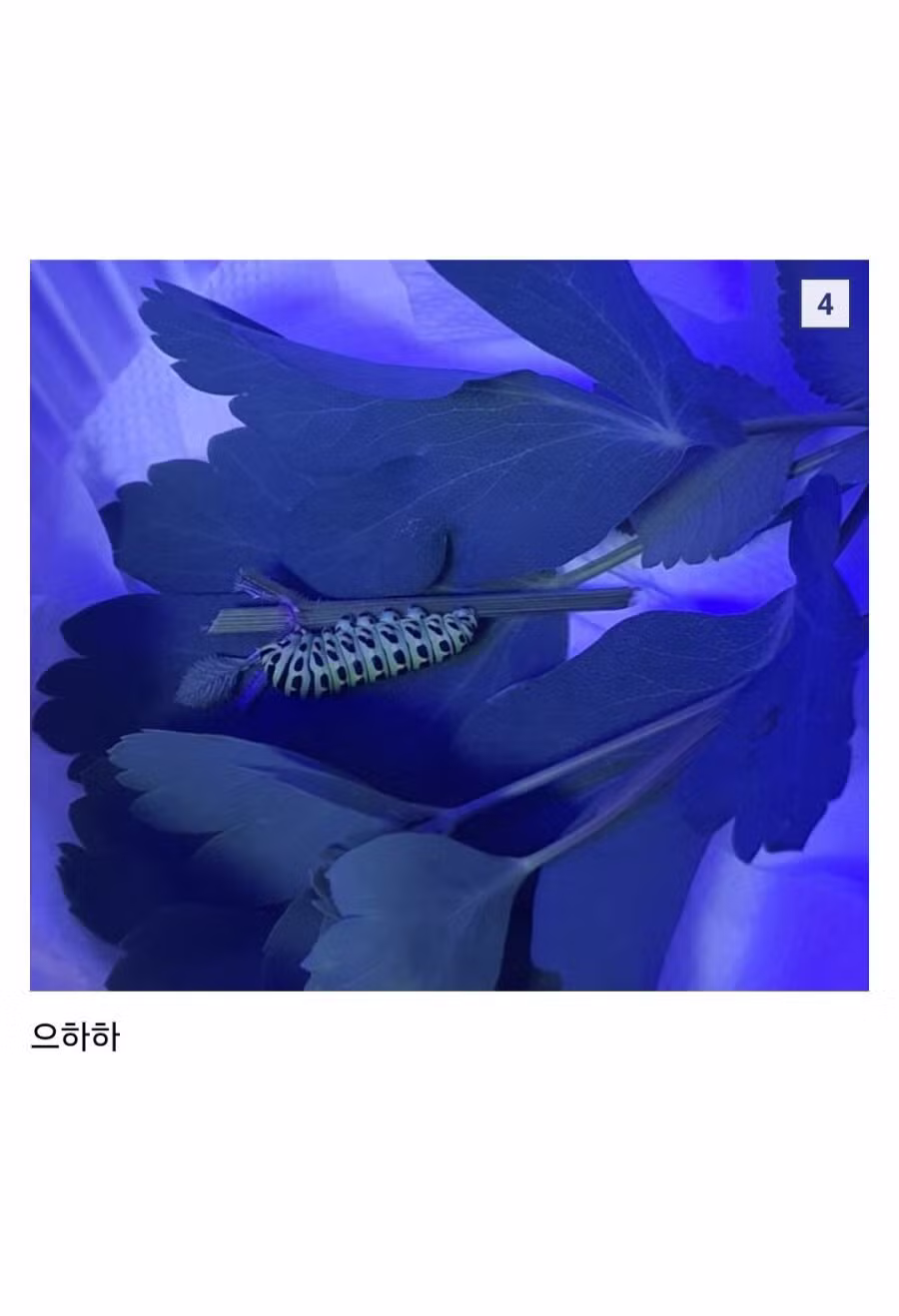 방풍나물 서리하던 애벌레를 납치 감금했더니 - MLB파크 인기글 이미지 3 - 밈카세