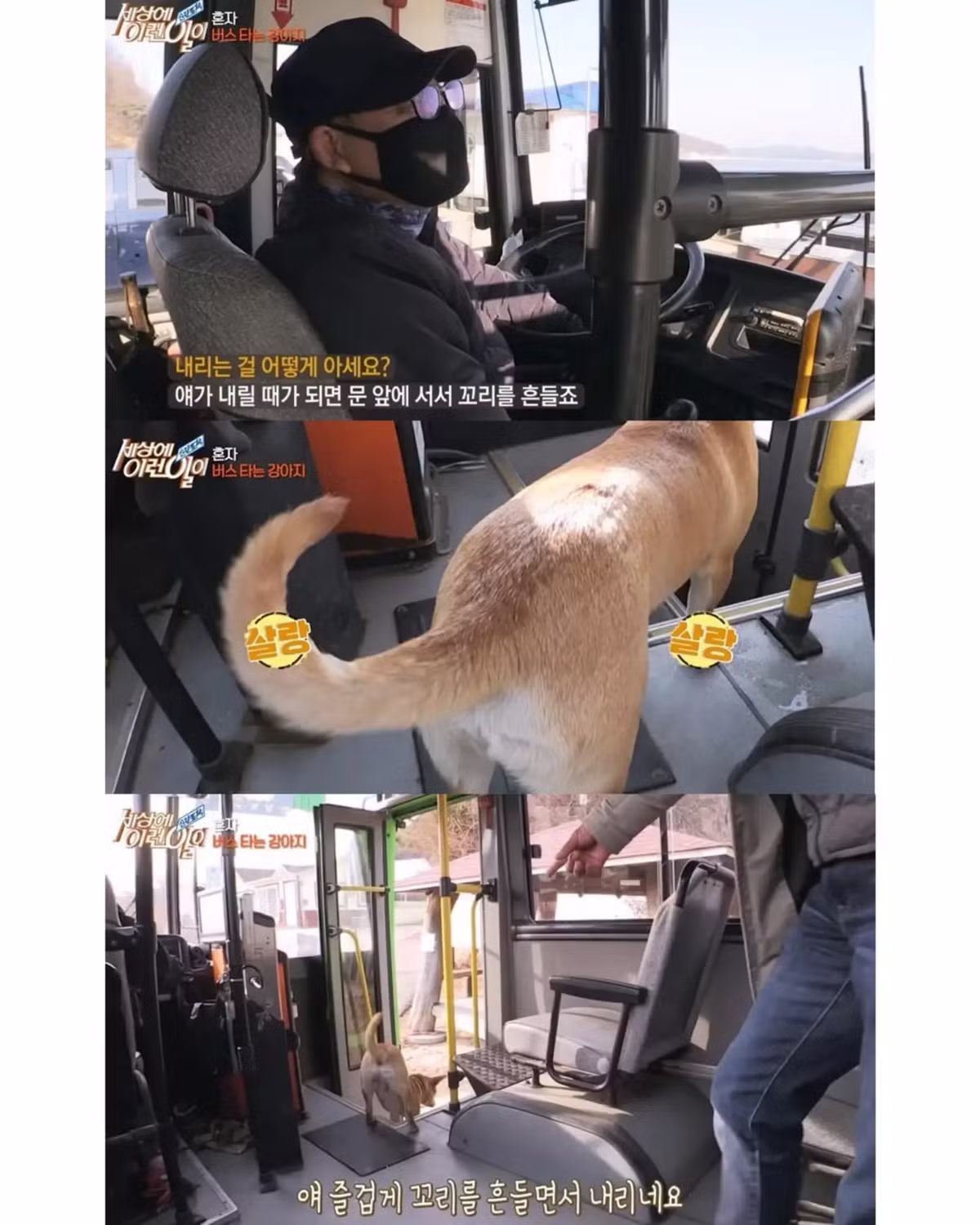 친구 만나러 매일 무임승차하는 강아지 - 인스티즈 인기글 이미지 8 - 밈카세
