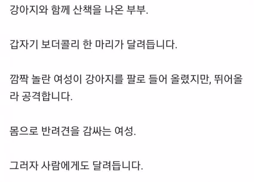 신혼여행 왔다가 보더콜리한테 물린 사고 - 에토랜드 인기글 이미지 3 - 밈카세