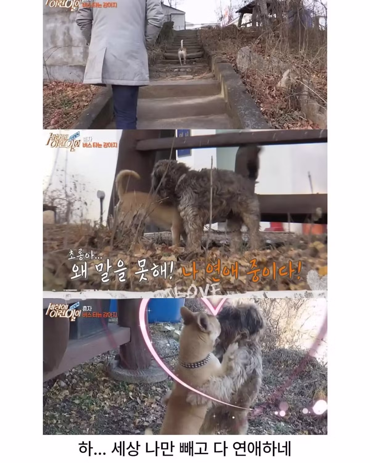 친구 만나러 매일 무임승차하는 강아지 - 인스티즈 인기글 이미지 9 - 밈카세