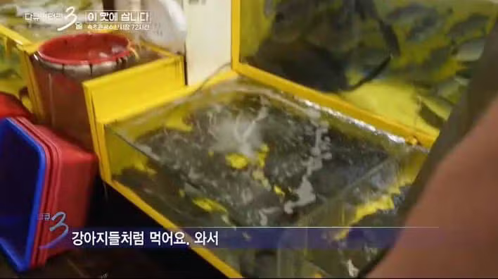 다큐 3일에 출연한 반려 가오리 - 보배드림 인기글 이미지 5 - 밈카세