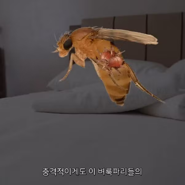 의외로 몰랐던 벼룩파리의 진실 - 디시인사이드 인기글 이미지 3 - 밈카세