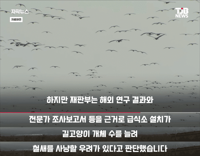 을숙도 철새보호구역에 고양이 밥 준 캣맘단체 결국 패소 - SLR클럽 인기글 이미지 5 - 밈카세