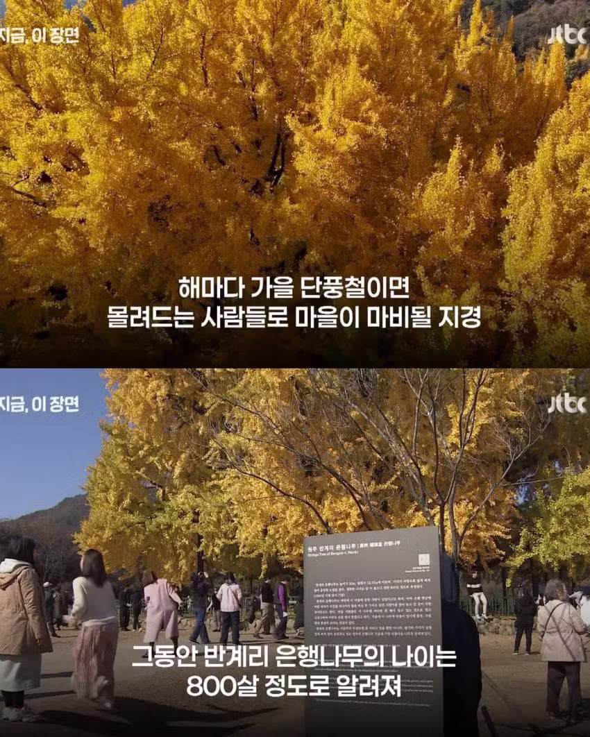 800살인 줄 알았는데 알고 보니 1300살 은행나무 - 인벤 인기글 이미지 2 - 밈카세