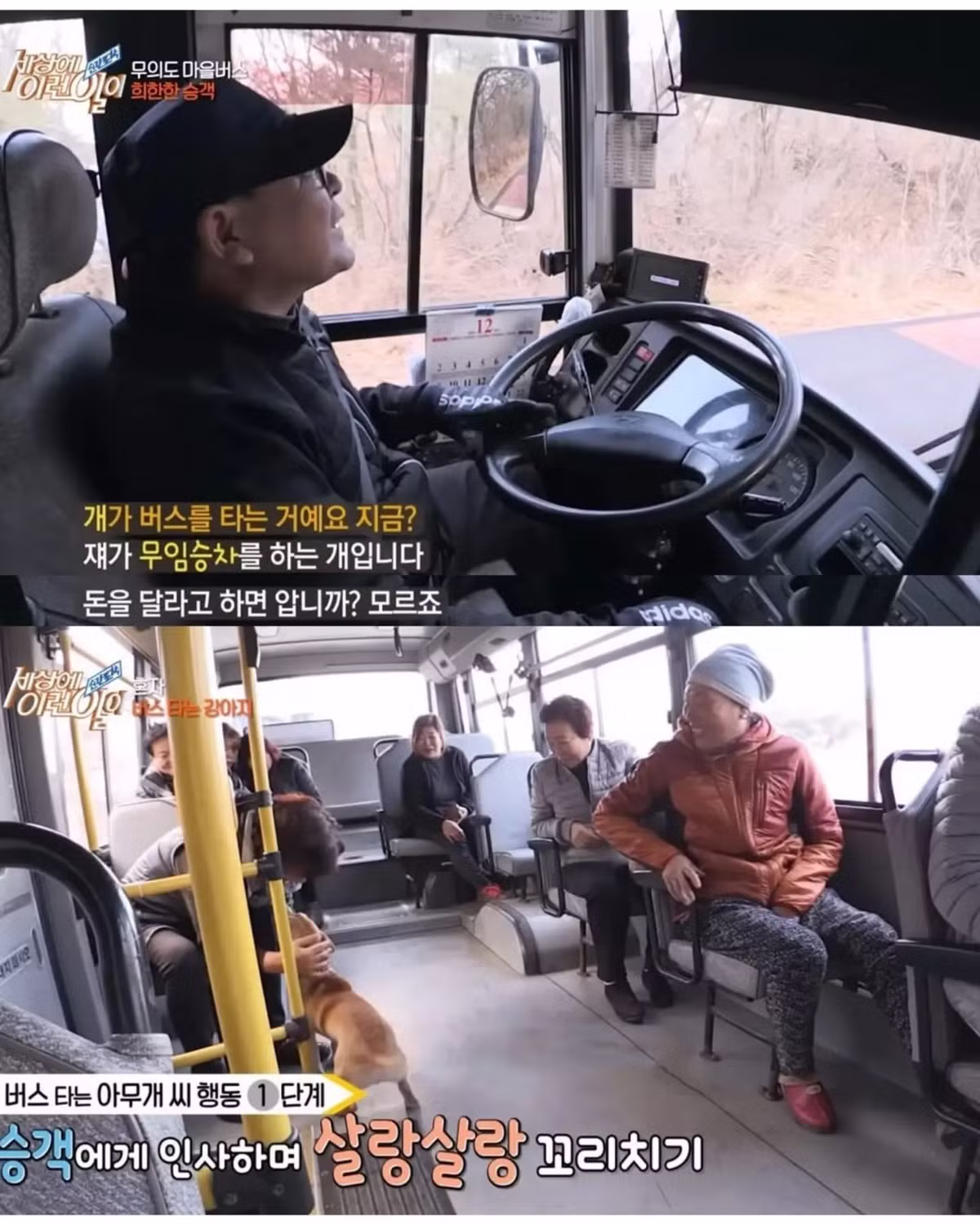 친구 만나러 매일 무임승차하는 강아지 - 인스티즈 인기글 이미지 4 - 밈카세