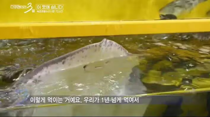 다큐 3일에 출연한 반려 가오리 - 보배드림 인기글 이미지 6 - 밈카세