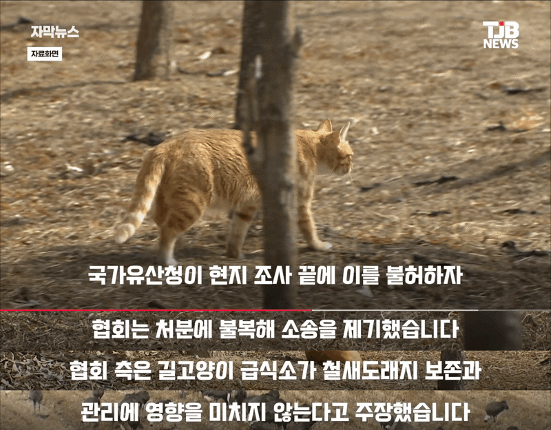 을숙도 철새보호구역에 고양이 밥 준 캣맘단체 결국 패소 - SLR클럽 인기글 이미지 3 - 밈카세