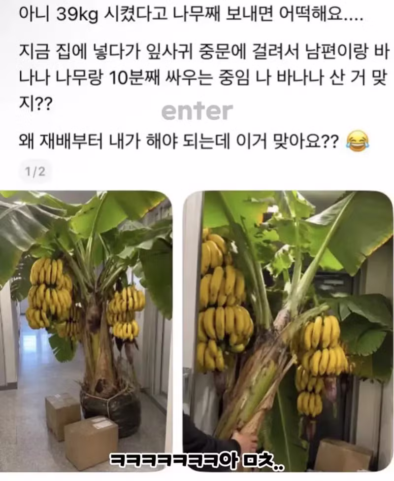 바나나 13kg 3박스 시켰을 때 벌어지는 일 - 에토랜드 인기글 이미지 2 - 밈카세