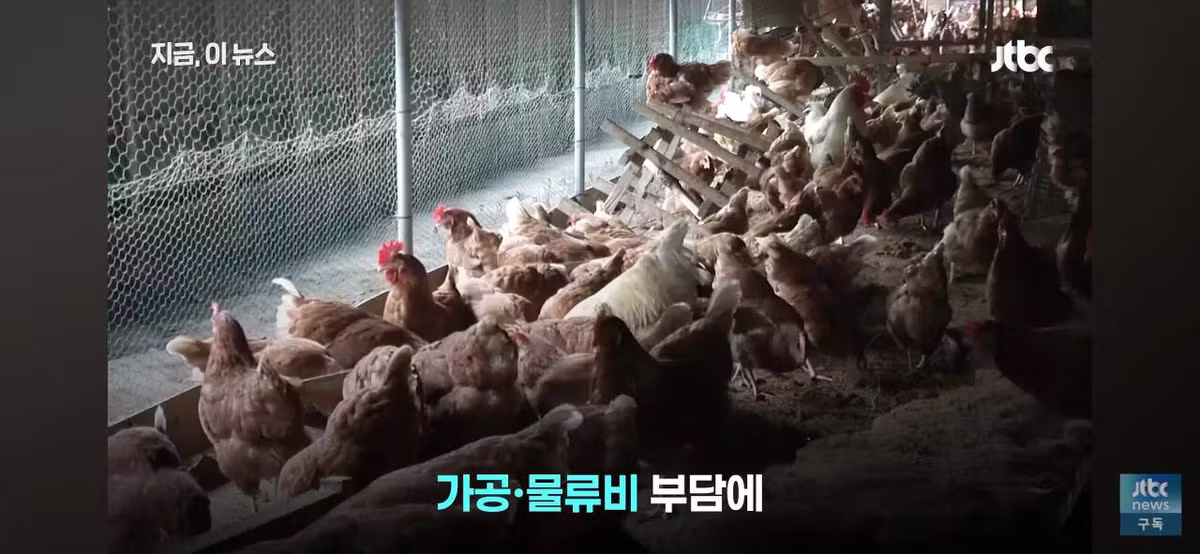 닭값 떨어졌는데 가격 안 내리는 치킨집들 - 인벤 인기글 이미지 10 - 밈카세