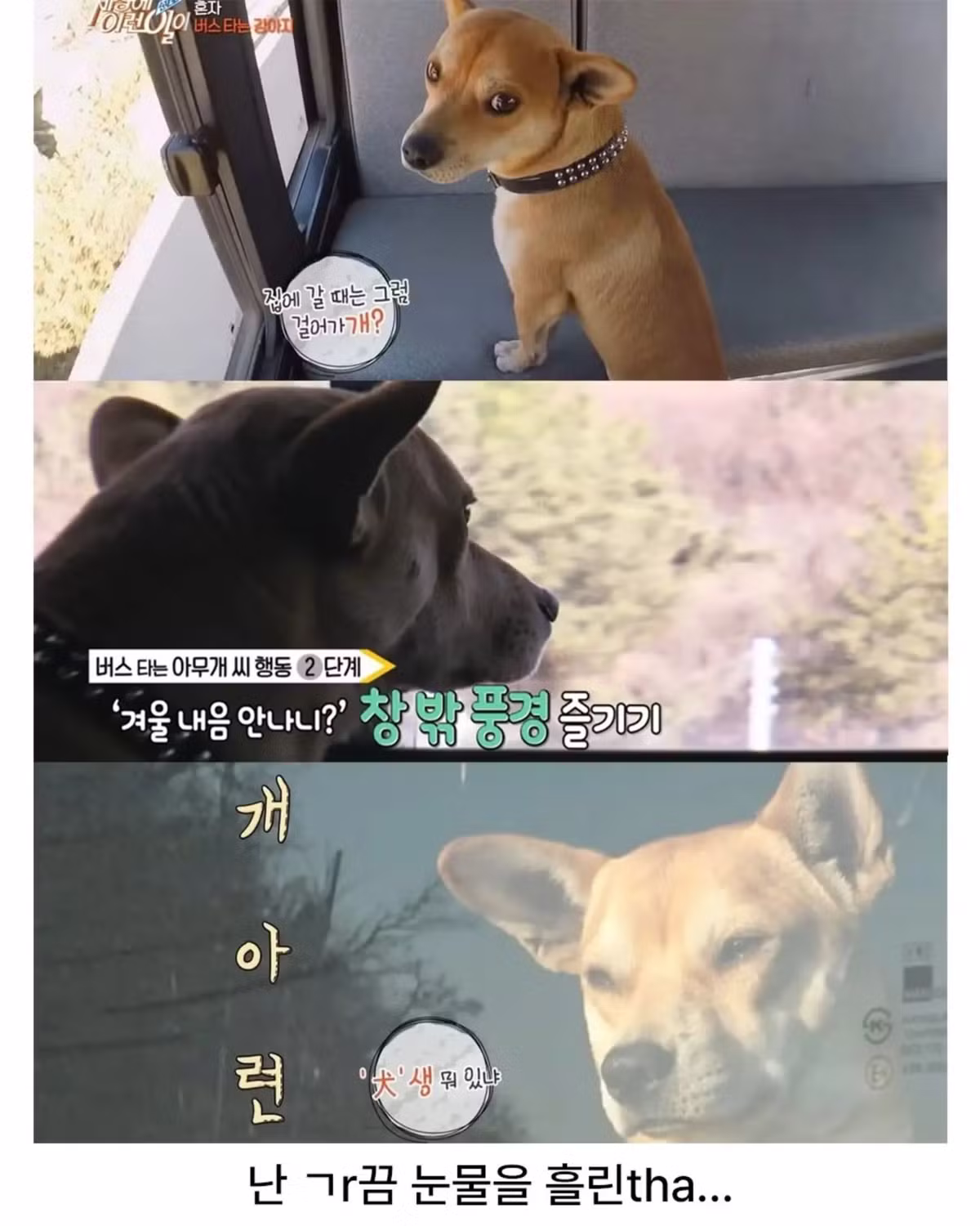 친구 만나러 매일 무임승차하는 강아지 - 인스티즈 인기글 이미지 6 - 밈카세