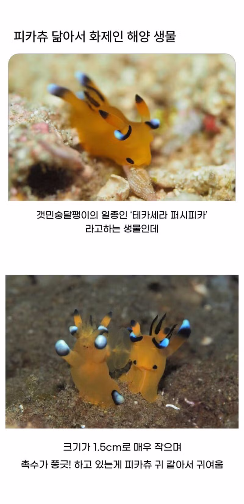 피카츄 닮은 해양 생물 등장 - 인벤 인기글 이미지 2 - 밈카세