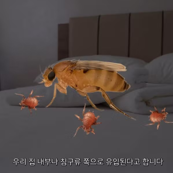 의외로 몰랐던 벼룩파리의 진실 - 디시인사이드 인기글 이미지 6 - 밈카세