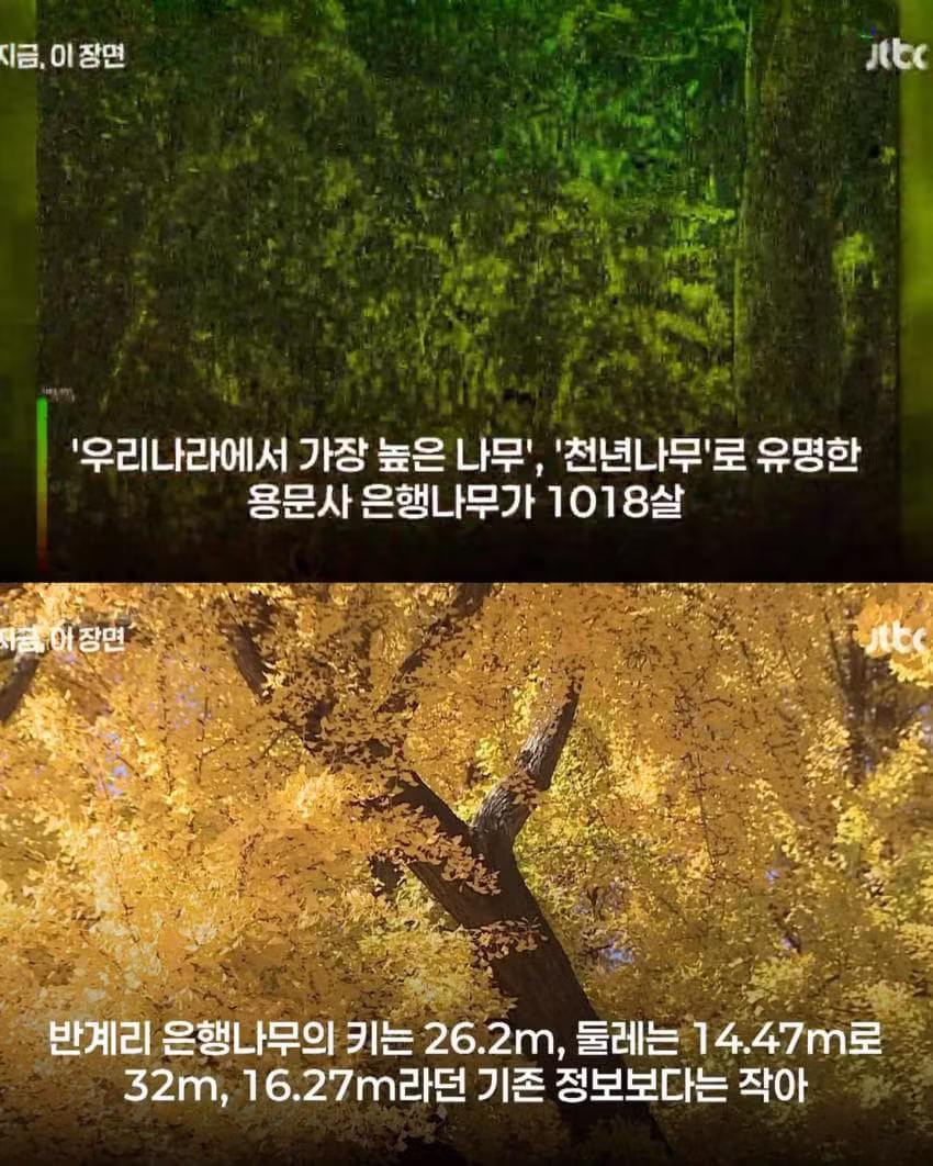 800살인 줄 알았는데 알고 보니 1300살 은행나무 - 인벤 인기글 이미지 5 - 밈카세