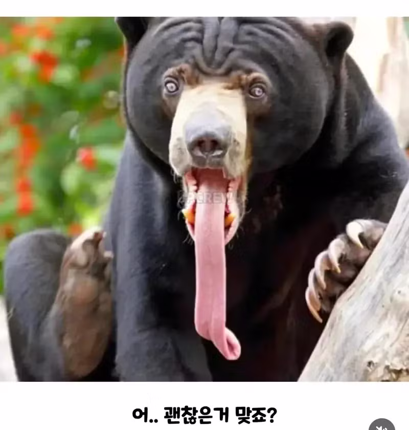 인간이 비벼볼 만한 곰 - 인벤 인기글 이미지 2 - 밈카세