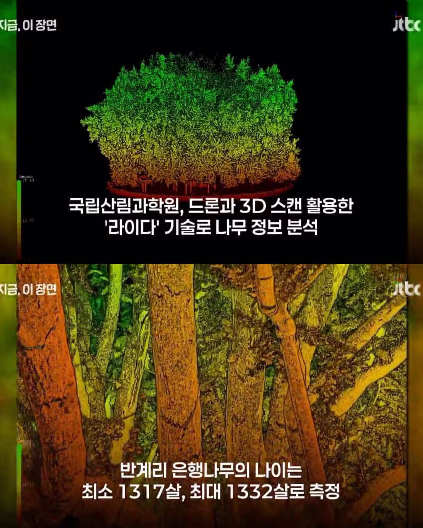 800살인 줄 알았는데 알고 보니 1300살 은행나무 - 인벤 인기글 이미지 4 - 밈카세