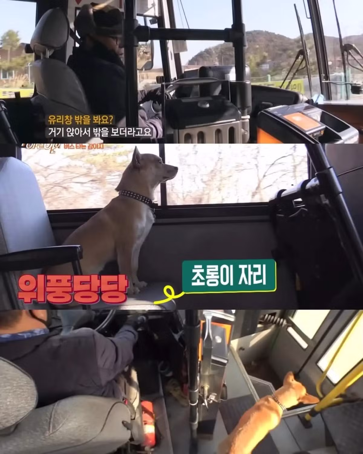 친구 만나러 매일 무임승차하는 강아지 - 인스티즈 인기글 이미지 7 - 밈카세