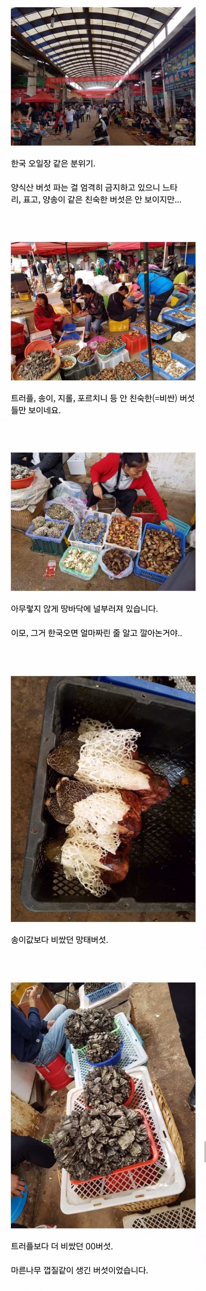 환각 보이는 독버섯 때문에 치료 전문이 된 중국 운남 지역 - 디시인사이드 인기글 이미지 5 - 밈카세