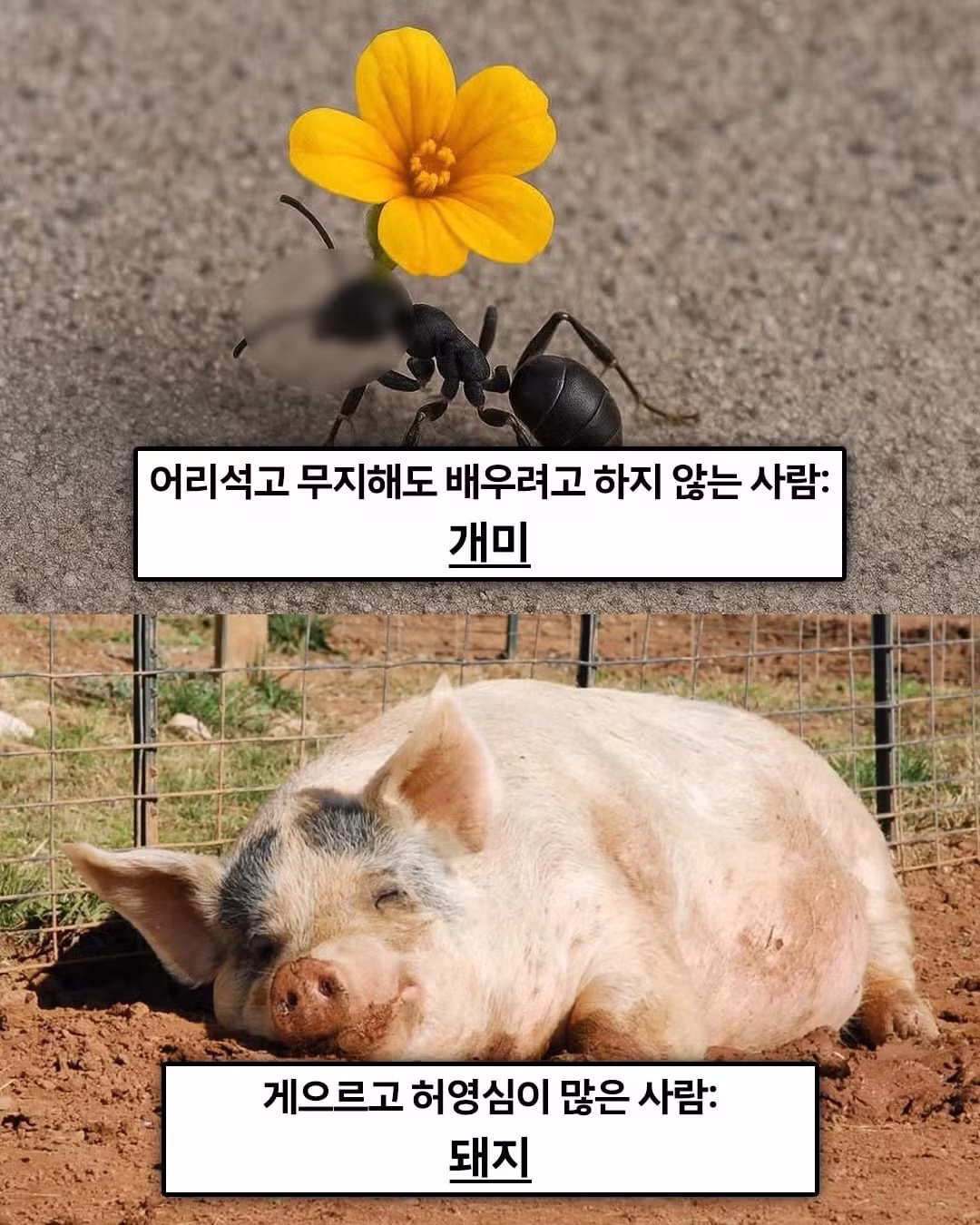 불교 경전에 적혀있는 '죄 지었을때 다음생에 태어나게 될 동물 - 웃대 인기글 이미지 2 - 밈카세