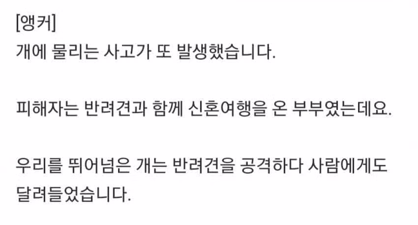 신혼여행 왔다가 보더콜리한테 물린 사고 - 에토랜드 인기글 이미지 2 - 밈카세