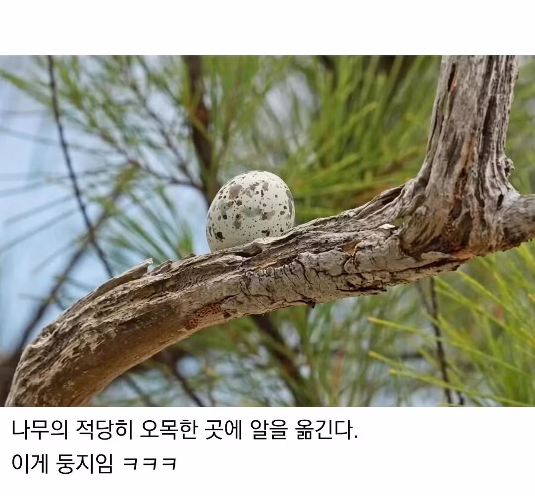 싱글벙글 태어난 김에 대충 사는 새.jpg - 디시인사이드 인기글 이미지 2 - 밈카세