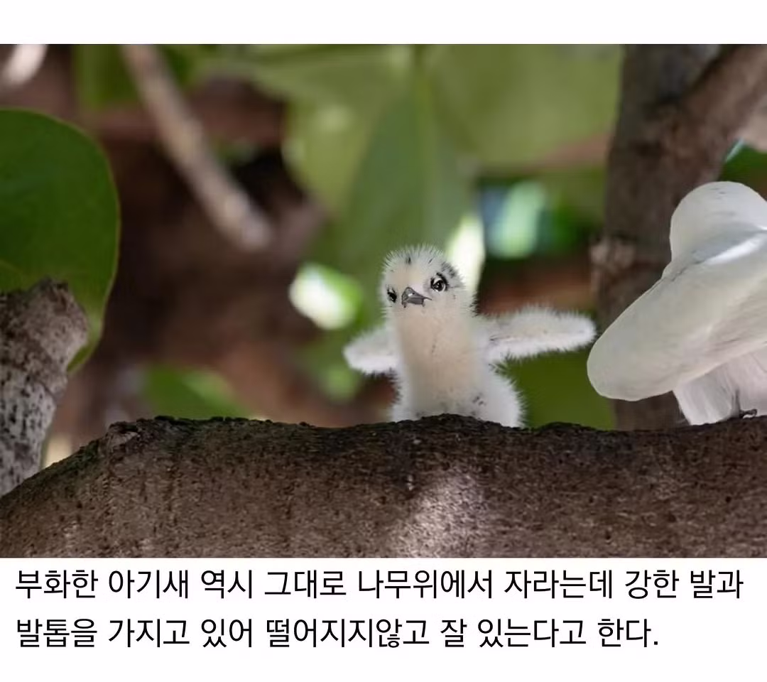 싱글벙글 태어난 김에 대충 사는 새.jpg - 디시인사이드 인기글 이미지 4 - 밈카세