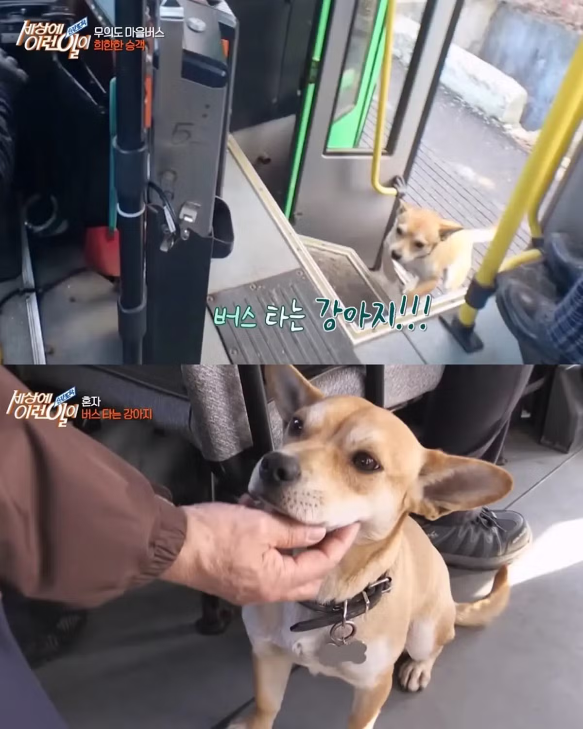 친구 만나러 매일 무임승차하는 강아지 - 인스티즈 인기글 이미지 3 - 밈카세