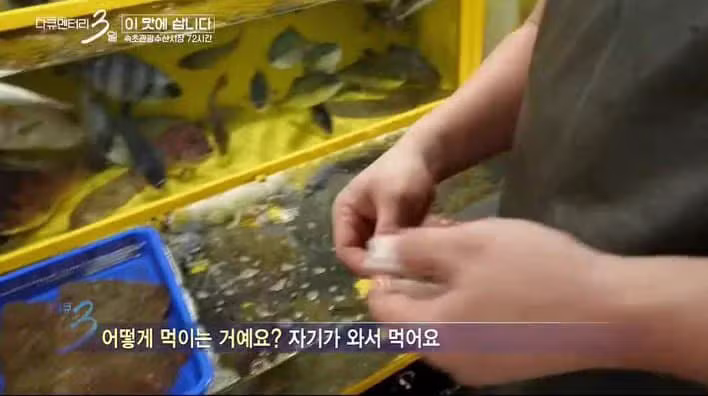다큐 3일에 출연한 반려 가오리 - 보배드림 인기글 이미지 4 - 밈카세