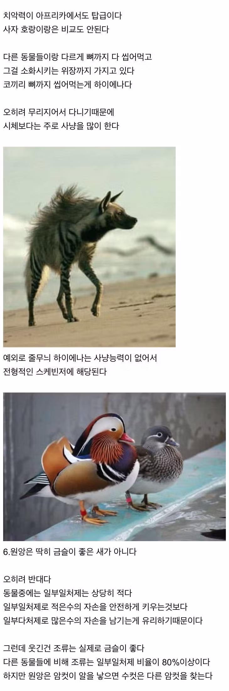 신기한 동물 지식 10가지 - 인벤 인기글 이미지 2 - 밈카세