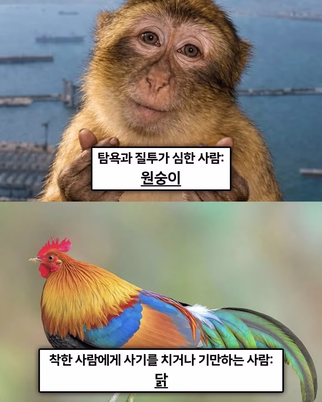 불교 경전에 적혀있는 '죄 지었을때 다음생에 태어나게 될 동물 - 웃대 인기글 이미지 3 - 밈카세