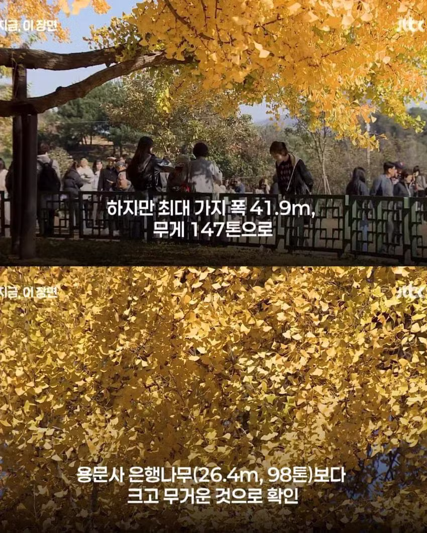 800살인 줄 알았는데 알고 보니 1300살 은행나무 - 인벤 인기글 이미지 6 - 밈카세