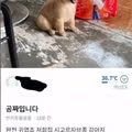 당근에 올라온 강아지 공짜