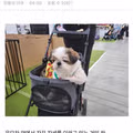 펫페어 다녀왔는데 창피했던 무묭이