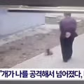 "개가 날 공격해서 넘어졌다" 배상 요구한 노인